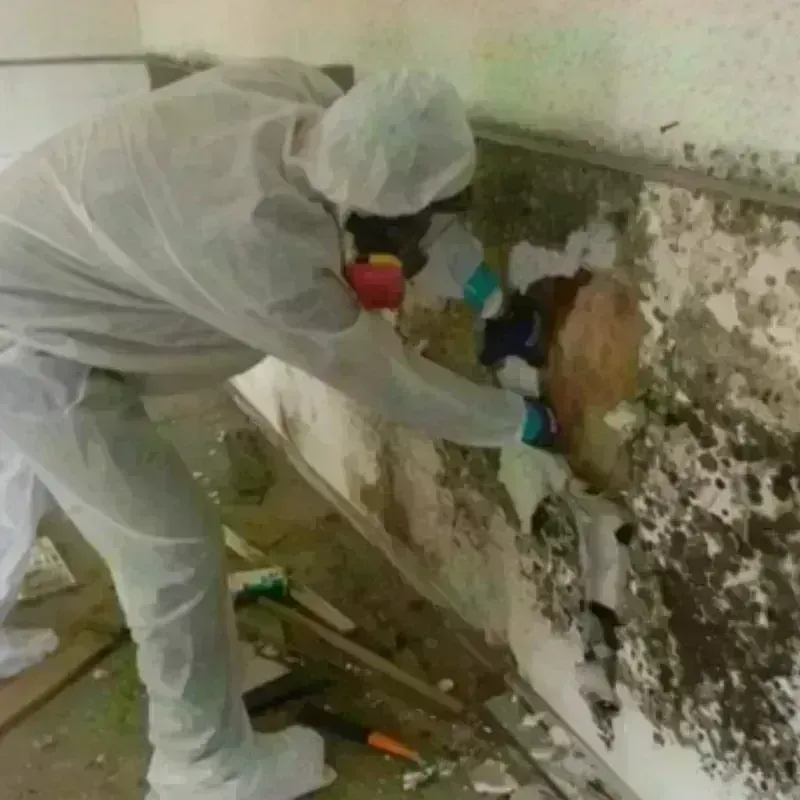 Mold Remediation and Removal in Leonia, NJ